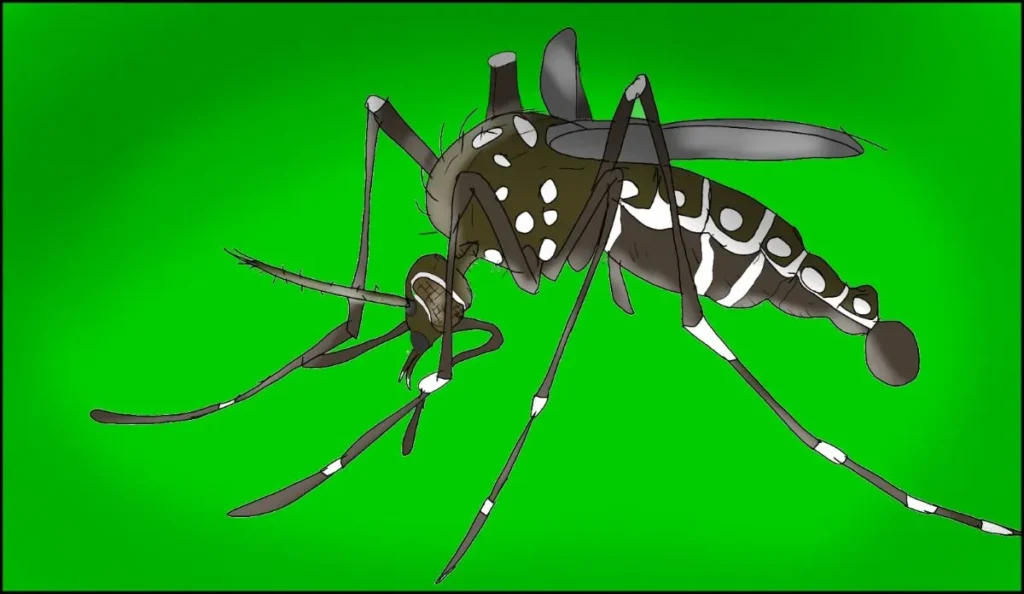 A dengue é uma doença viral transmitida pelo mosquito Aedes aegypti. A diferenciação dos mosquitos ocorre quando as fêmeas infectadas pelo vírus da dengue picam uma pessoa infectada e depois picam uma pessoa saudável, transmitindo o vírus. Os mosquitos se reproduzem principalmente em recipientes com água parada, como pneus velhos, vasos de plantas e recipientes abandonados.